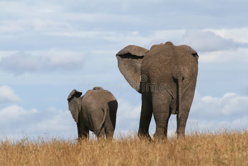 Elephant mother and calf