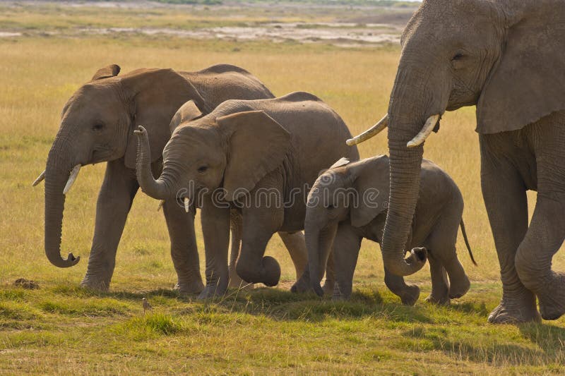 Elephant mother and her three children