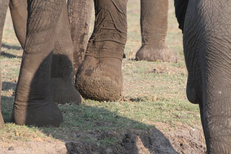 Elephant mouth stock photo. Image of tusk, wrinkle, ivory - 33296624