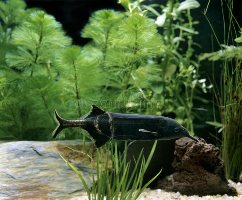 Long-nosed Elephant Fish