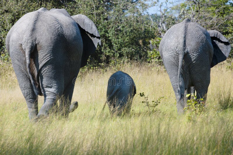 Elephant parade with a baby elephant, backside of three elephants stock photography Elephant parade with a baby elephant, backside of three elephants stock photography