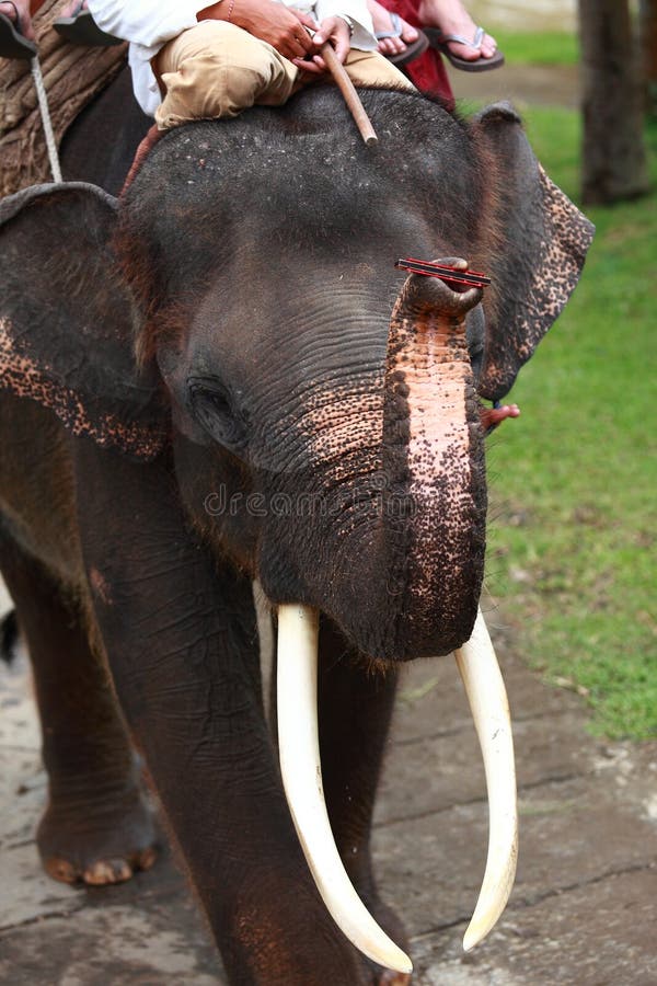 A little elephant playing harmonica