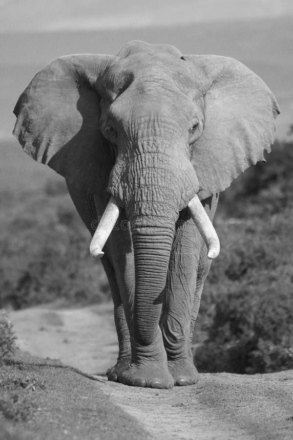 Elephant Portrait