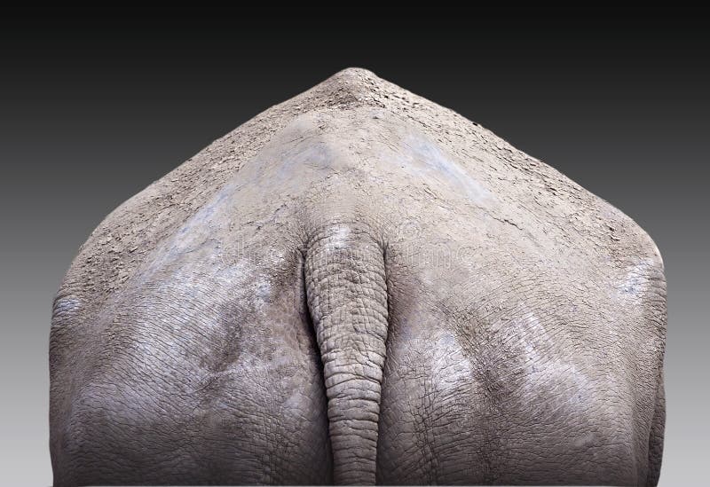 Elephant rear