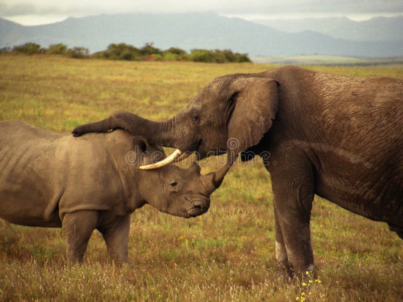 An elephant and a rhino royalty free stock image An elephant and a rhino royalty free stock image
