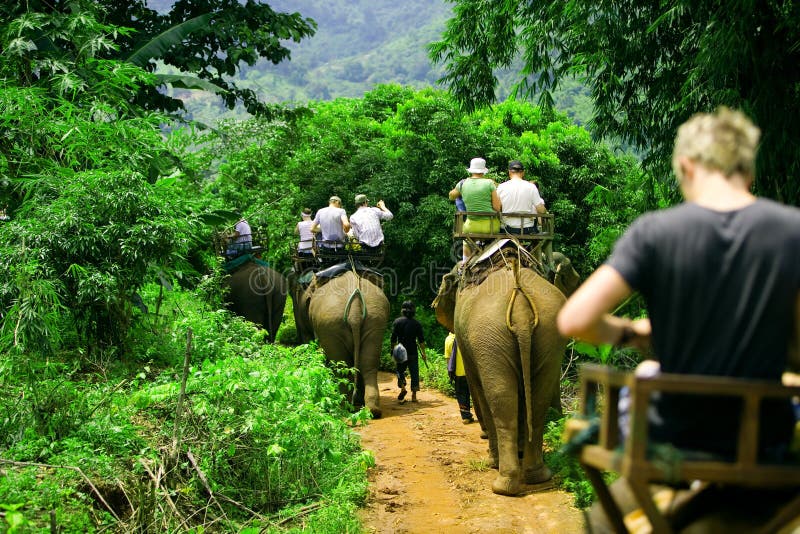 Turista grupo conduciendo a través de la jungla sobre el espaldas de elefantes.