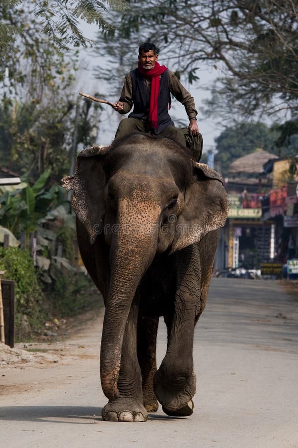 Elephant ride editorial photo. Image of national, safari 8370606