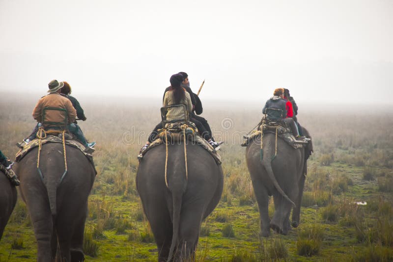 Olifantenrit in het Pobitora Wildlife Sanctuary, Assam, India royalty-vrije stock foto's