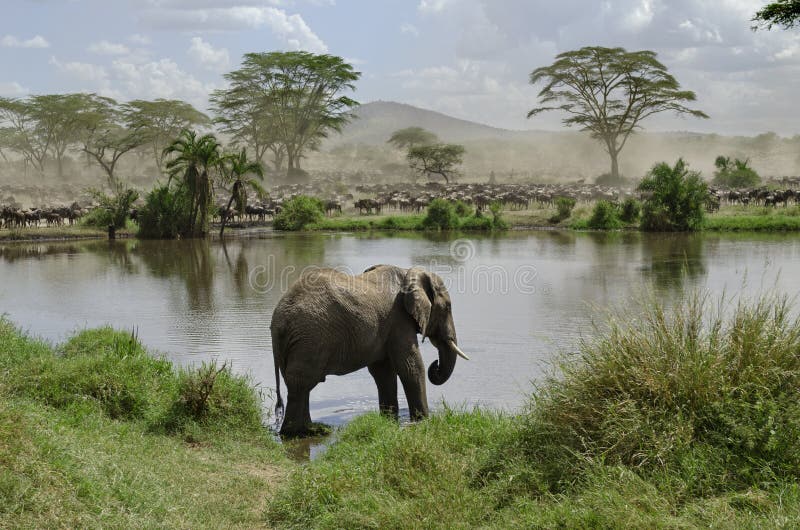 Slon v rieke v Národný Park Serengeti, Tanzánia, Afrika.