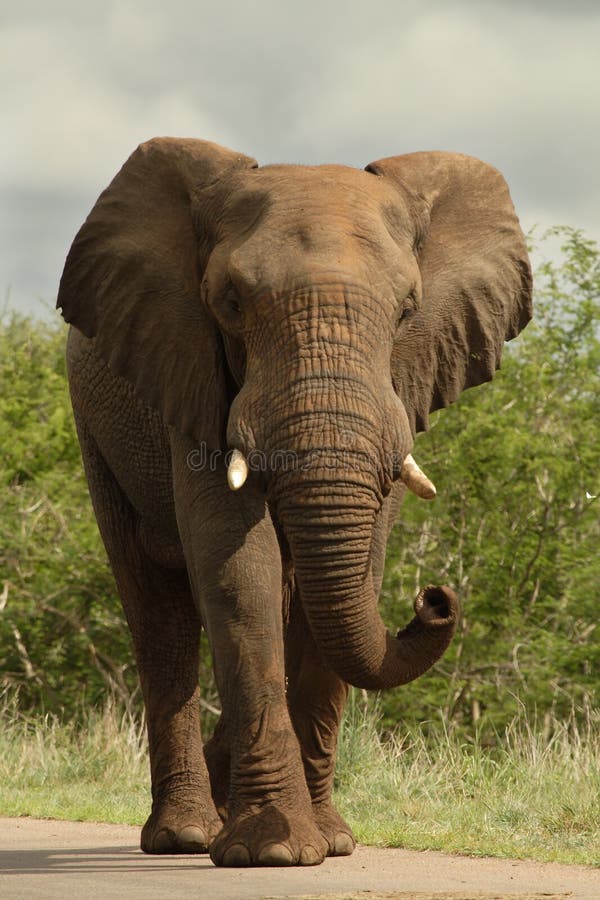 Elephant on road