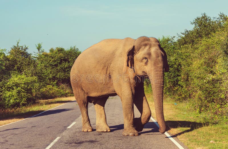 Elephant on road stock image. Image of reserve, mammal 271999331