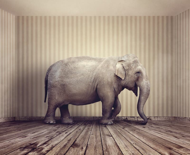 Elephant in a room stock image. Image of concept, problem - 27903543