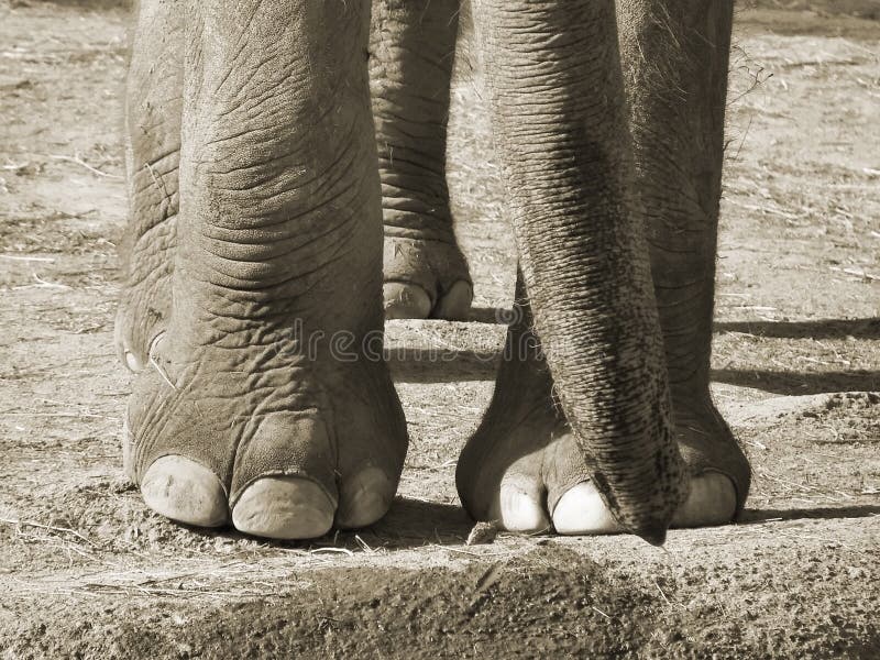 Elephant s feet close up