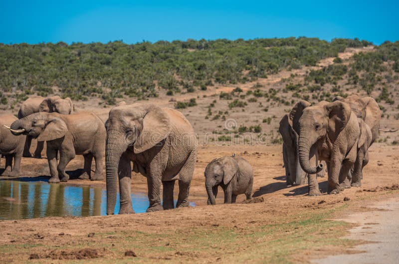 Elephant?s-Herde an der Wasserstelle, S?dafrika lizenzfreies stockbild Elephant?s-Herde an der Wasserstelle, S?dafrika lizenzfreies stockbild