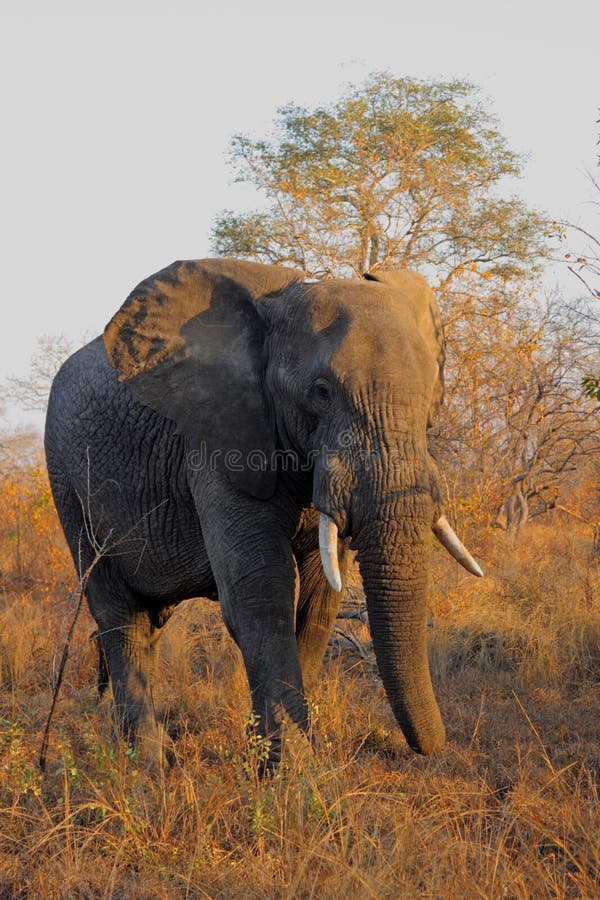 Elephant in Sabi Sands