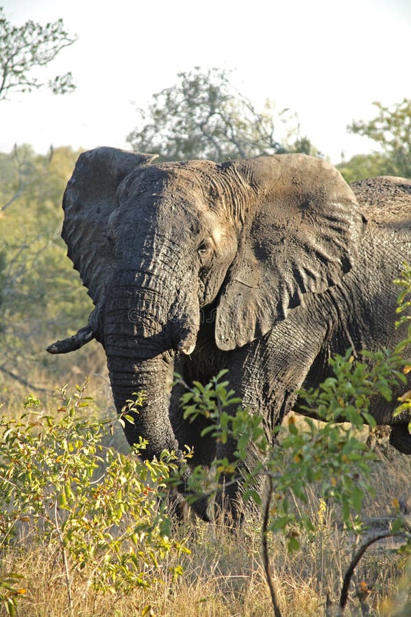 Elephant the Sabie Sands