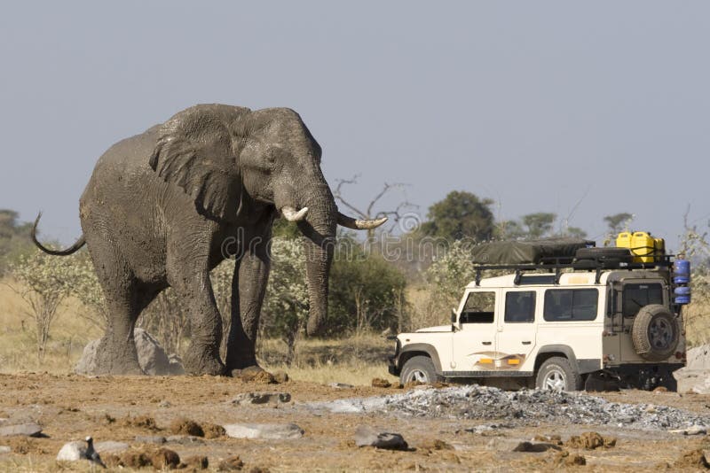  44 auto più vicino il grande un elefante.