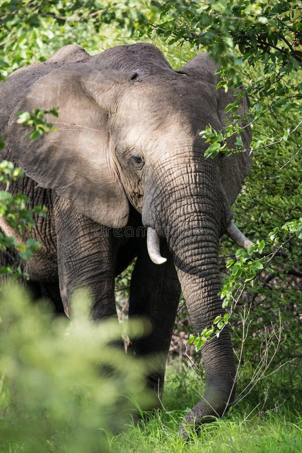 Elephant on Safari, Africa, Zambia Stock Photo Image of elephant