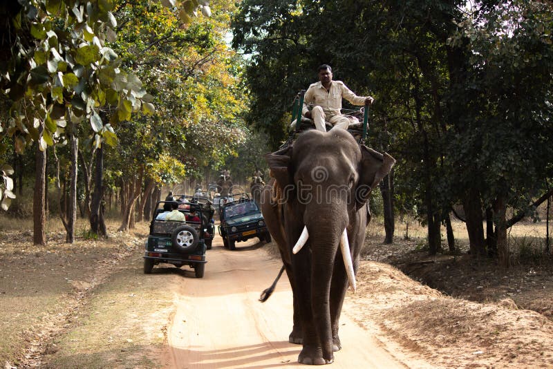 Elephant safari in a national park royalty free stock photo Elephant safari in a national park royalty free stock photo