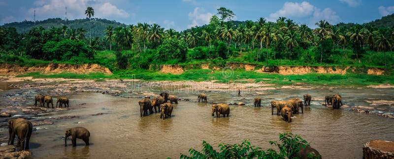 Elephant sanctuary in Sri Lanka