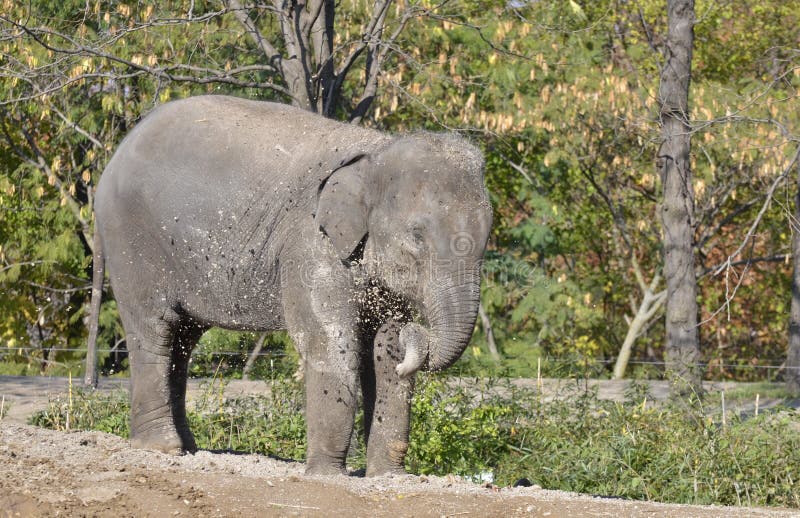 Elephant throws sand stock image. Image of mammals, sand 17033105