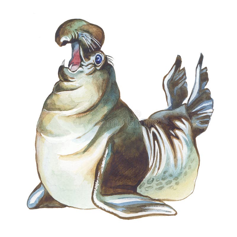 Elephant seal royalty free illustration Elephant seal royalty free illustration