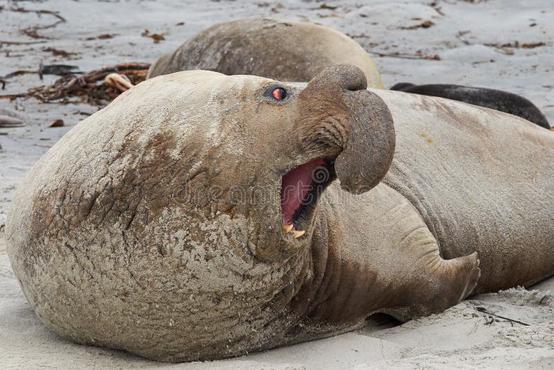 Elephant Seal - Falkland Islands