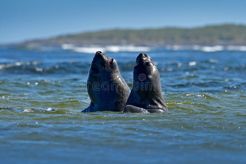 Elephant seal, Mirounga leonina, fight in blue ocean waves. Seal with rock in the background. Two big sea animal in the nature hab