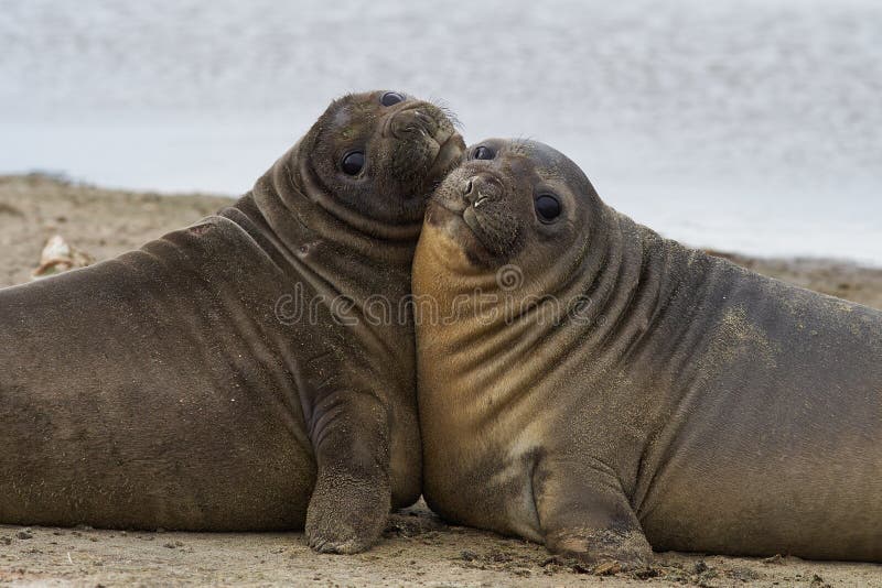 Elephant Seal Pups - Falkland Islands