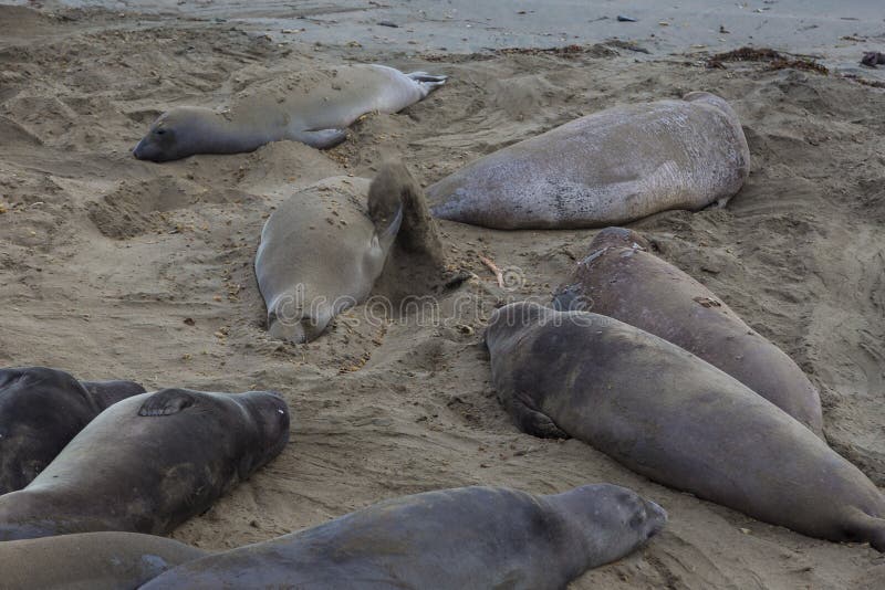 Elephant Seals on the beach, Pacific Ocean royalty free stock photo