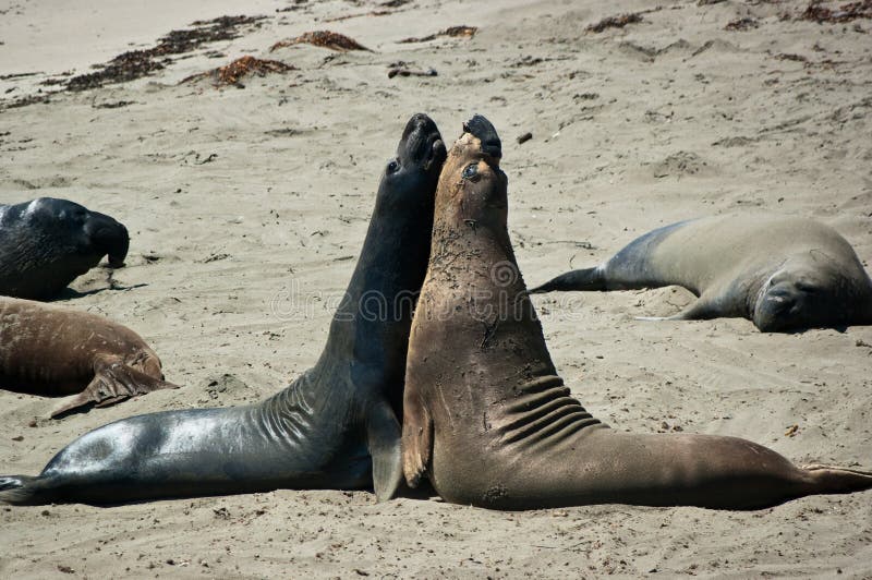 Elephant seals stock photo. Image of pismo, california 63418608