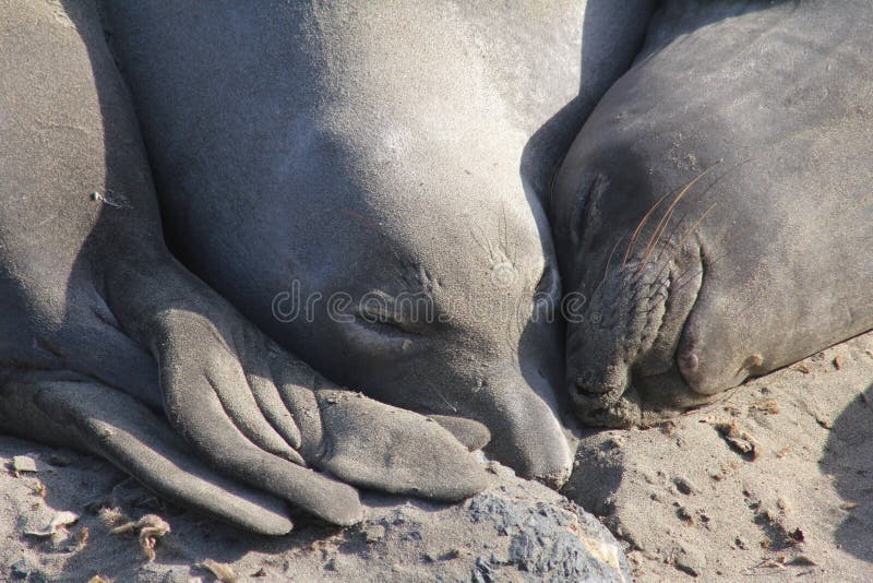 Elephant Seals Sleep