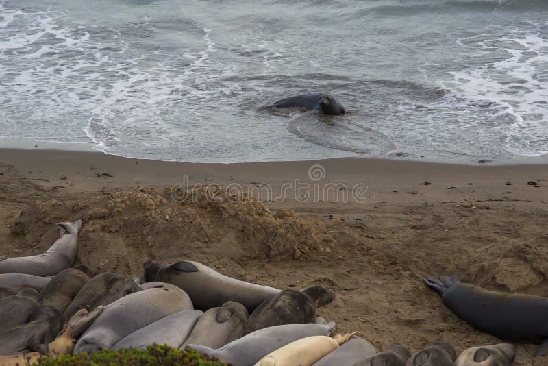 Elephant Seals on the beach, Pacific Ocean royalty free stock image