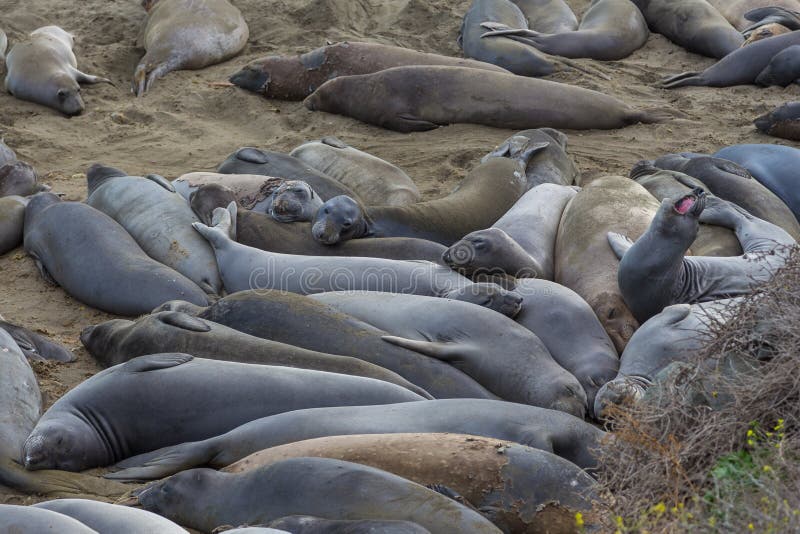 Elephant Seals on the beach, Pacific Ocean royalty free stock images
