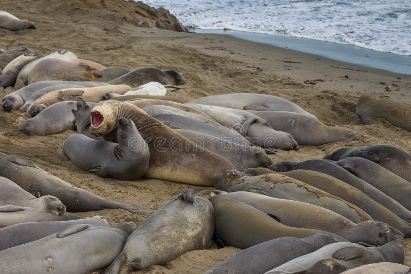 Elephant Seals on the beach, Pacific Ocean royalty free stock photos