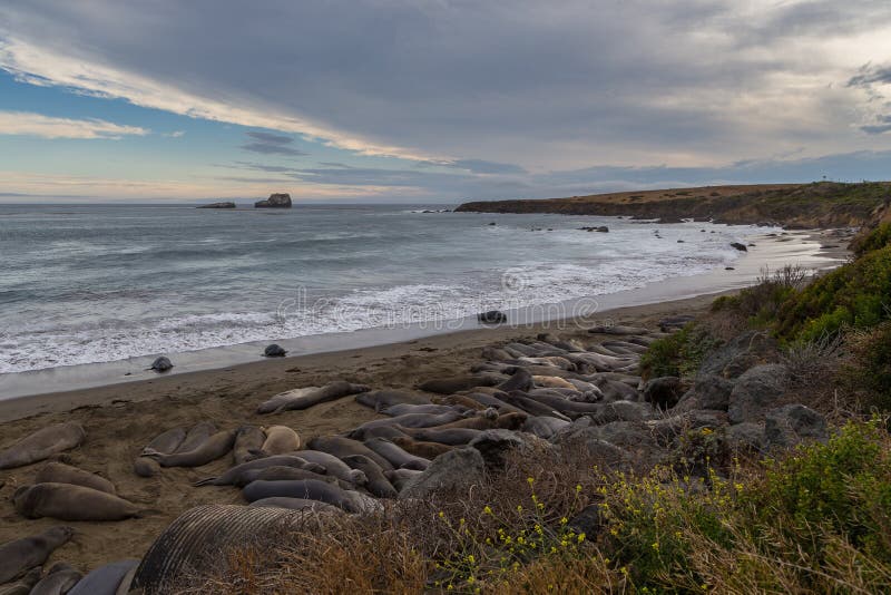 Elephant Seals on the beach, Pacific Ocean royalty free stock images