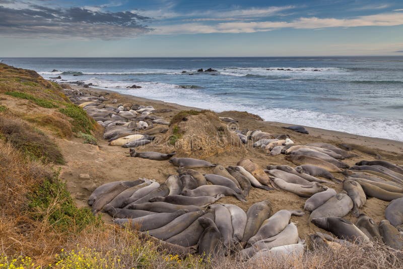 Elephant Seals on the beach, Pacific Ocean stock photography