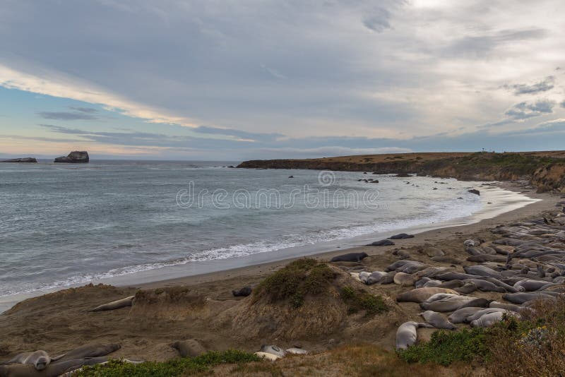 Elephant Seals on the beach, Pacific Ocean stock photos
