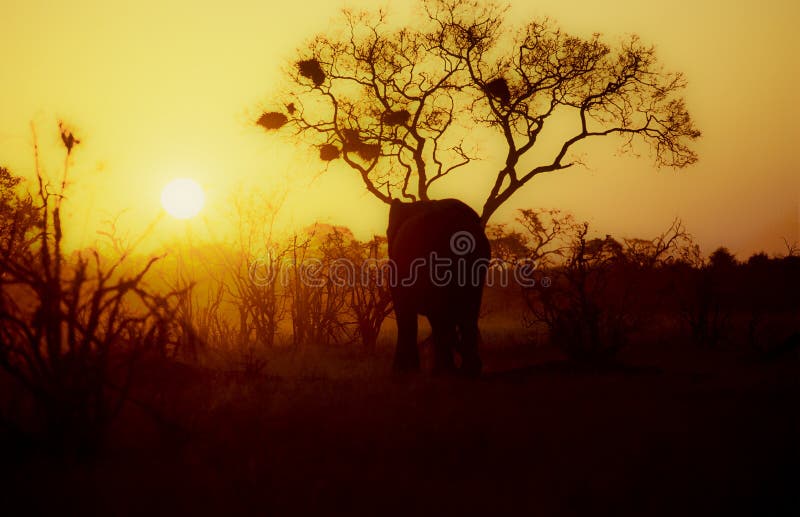 Un elefante interessato sul tramonto.