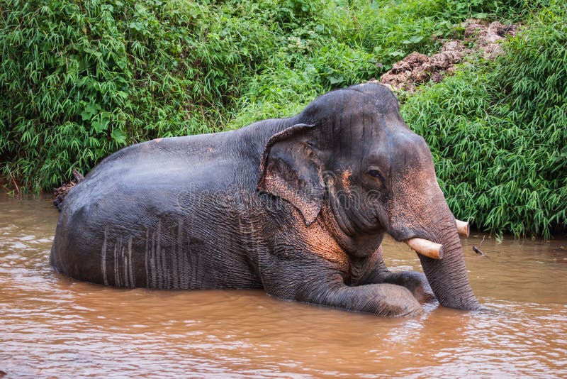 Elephant Sitting In River In The Rain Forest Of Khao Sok Sanctuary Thailand Stock Image Image