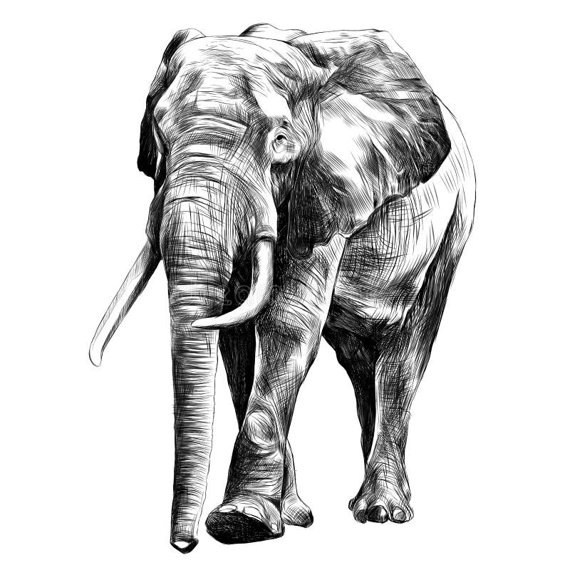 Free Free 72 Elephant Sketch Svg SVG PNG EPS DXF File