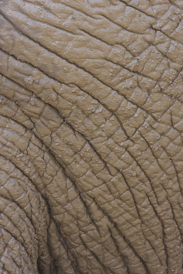 Elephant Skin stock image. Image of heavy, africa, elephant 17846061