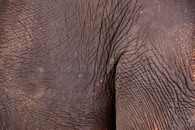 Elephant skin.