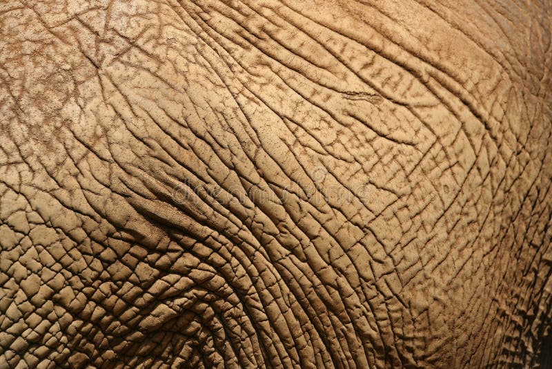 Elephant Skin 3