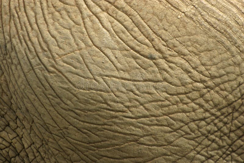 Elephant Skin