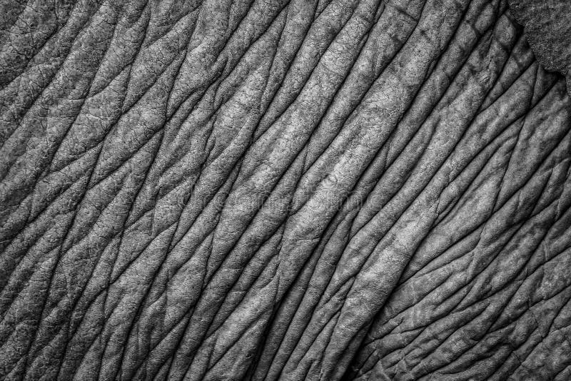 Elephant skin closeup stock image. Image of element, close 78086343