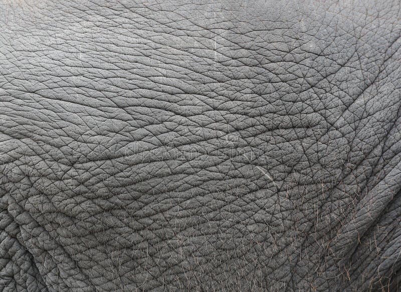 Elephant skin texture abstract background