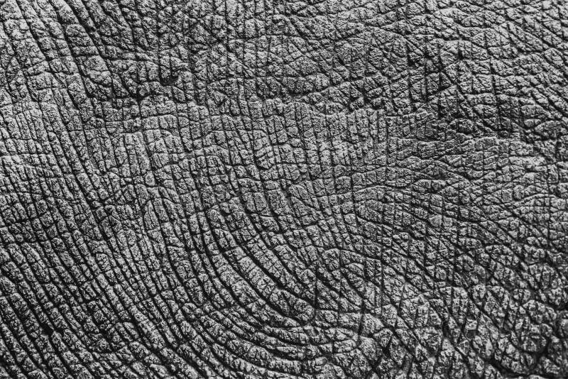 Elephant skin texture.