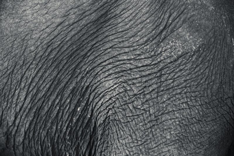 Elephant skin texture.