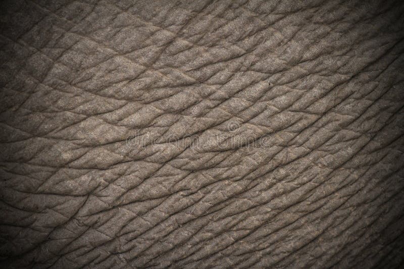 Elephant skin texture